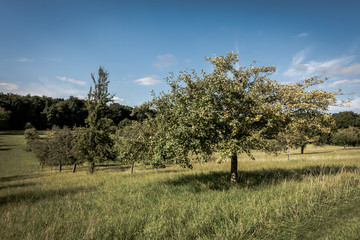 Streuobstwiese