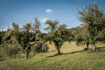 Alte Apfelb&auml;ume
