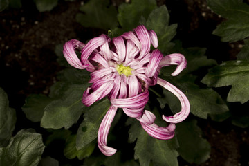 Pink flower, flower chrysanthemum in autumn
