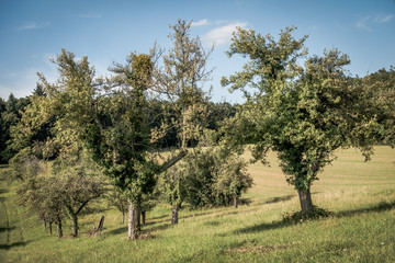 Alte Apfelb&auml;ume