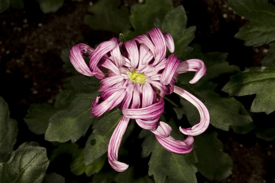 Pink flower, flower chrysanthemum in autumn