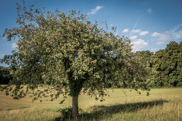 Alte Apfelbäume