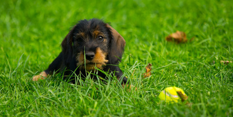 Wire-haired Dachshund puppy playing on green meadow
