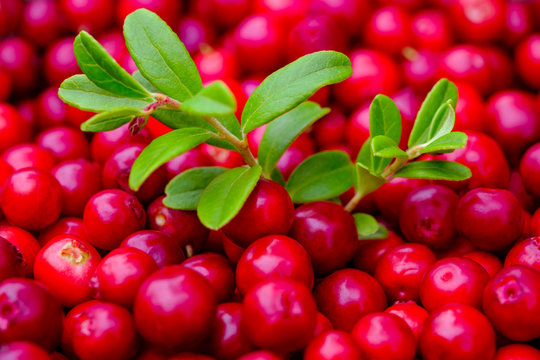 Lingonberry view