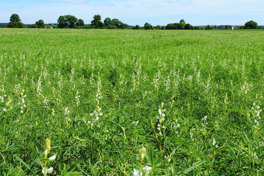 White lupine crops. Rural landscape