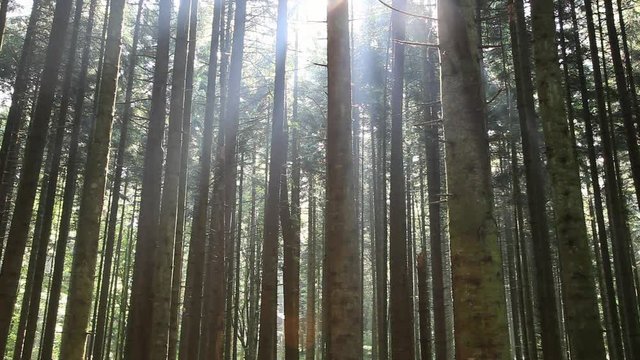 Forest trees with sunlight and some rain drops.
