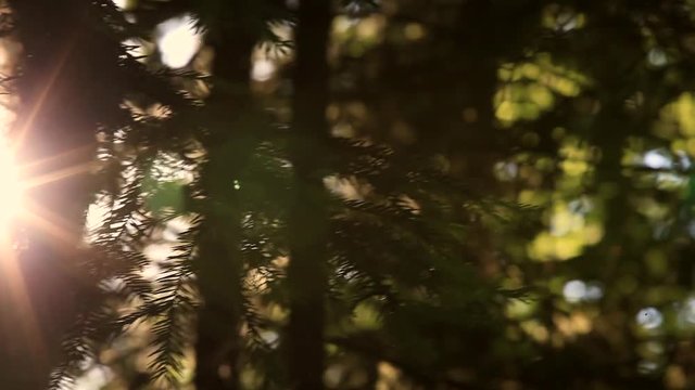 Sun flare in the woods. Abstract blurry forest with sunlight through branches. Dolly slider used.
