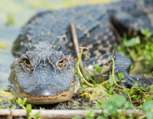 Florida alligator