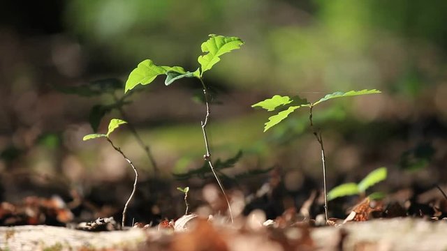 Young oak trees in the sunny forest.