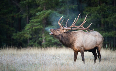 Elk bugling - 168801842