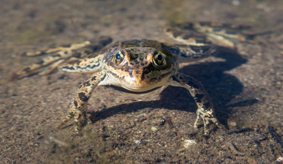 Frog