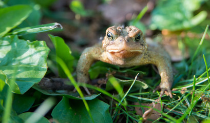 Frog in Toronto