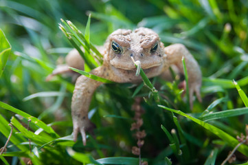 Frog in Toronto