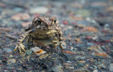 Frog in Waterton