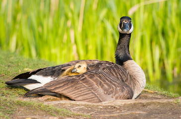 Geese