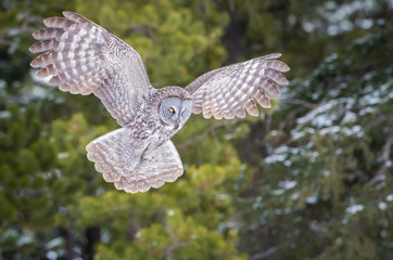 Great grey owl in flight