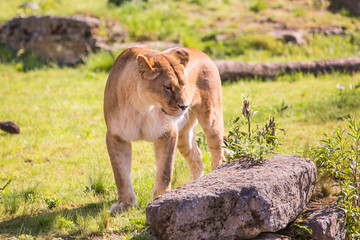 Lion