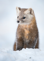 Pine Marten