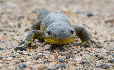 Salamander