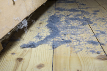 dust dirt and crumbles on the hardwood floor