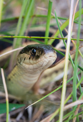 Snake profile