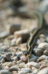 Snake
