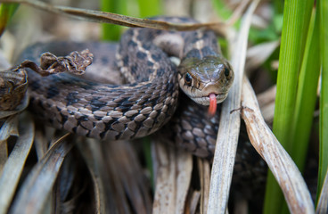 Coiled snake