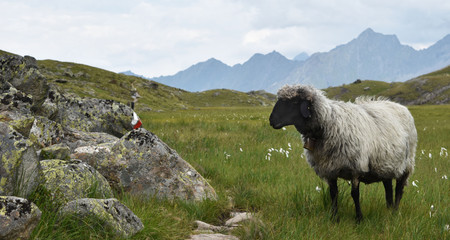 österreich tirol 