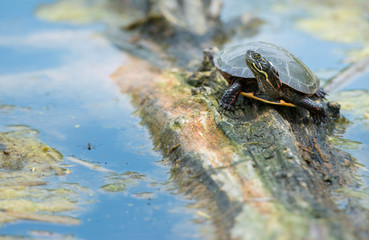 Turtle in Toronto