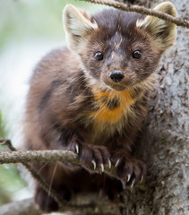 Pine marten on a branch