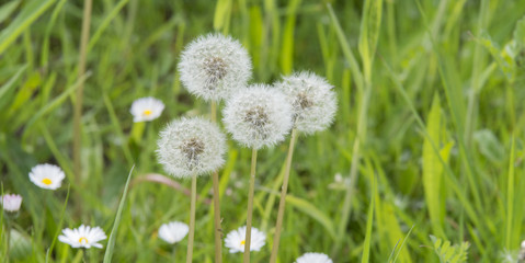 Pusteblumen