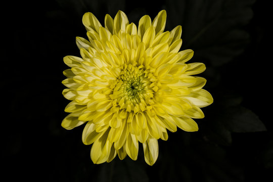 Yellow flower, flower chrysanthemum in autumn