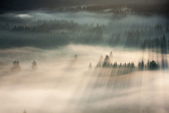 Above the forest
