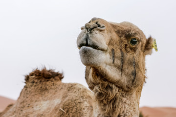 Camel in sahara desert, Morocco