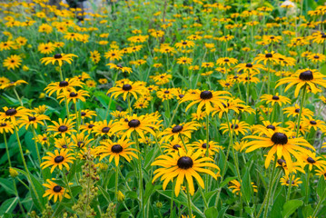 Obraz premium photo of rudbeckia closeup