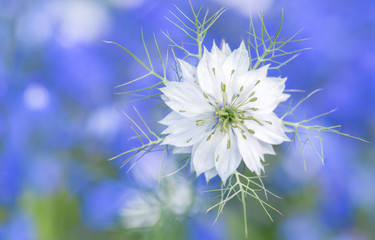 White flower Nigella on a blue background. Beautiful flower closeup.