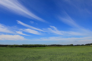 Rural countryside with fields of young crops