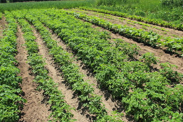 Fototapeta na wymiar Potato and vegetables plants growing in summer