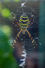 The photo of spider-wasps