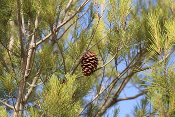 Coniferous trees in forest / Needles close-up