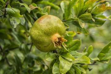 Pomegranate