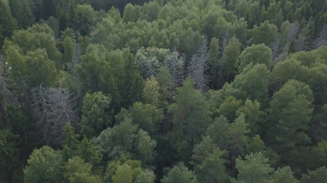 Aerial view of firry forest at summer