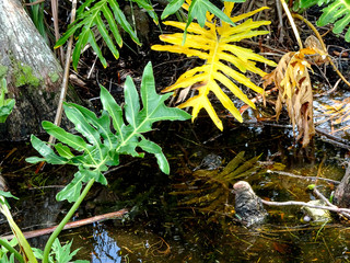Cypress stumps and palm trees