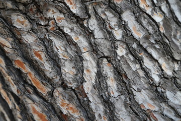Bark of the coniferous tree