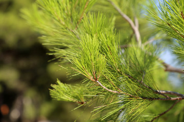 Coniferous trees in forest / Needles close-up