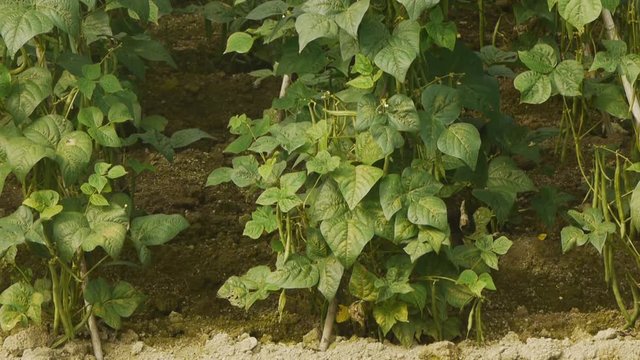 白花豆の花