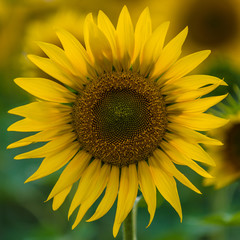 Obraz premium Full bloom sunflower