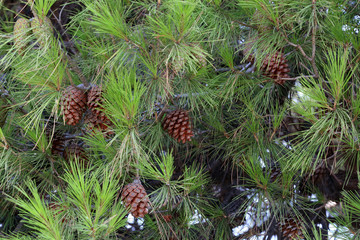 Coniferous trees in forest / Needles close-up