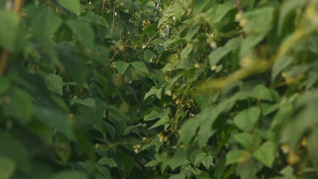 白花豆の花