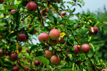 Ripe red apples on a branch